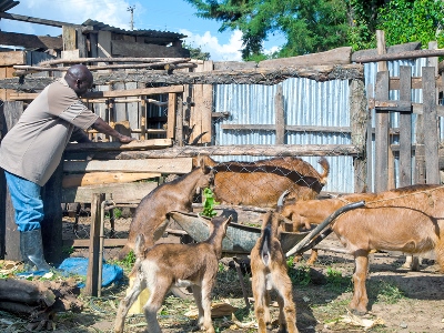 Baringo Farmer inspecting his Goats